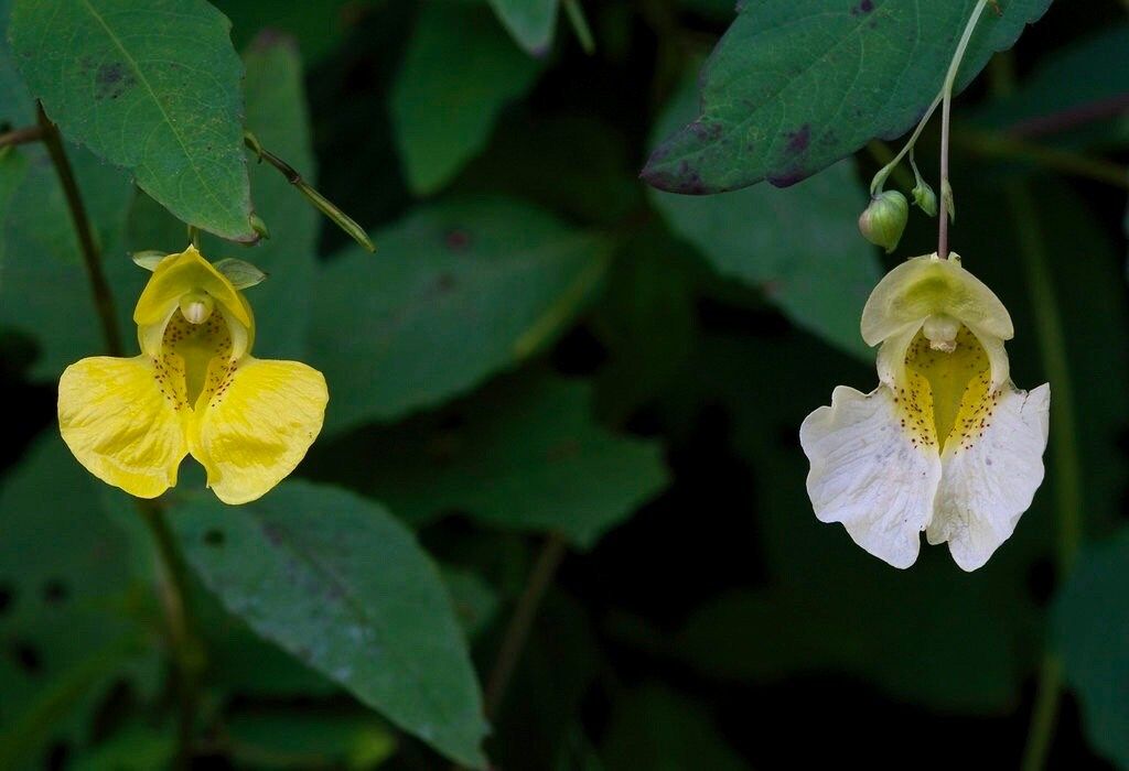 Rare White Touch Me Not ~ Jewelweed ~ Impatiens Capensis ~ Neat Flowers ~ Rare Plants ~ Interactive Plants ~ Neat