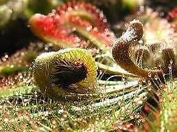 Drosera Intermedia Starter Grow Kit ~ Spoonleaf Sundews ~ Carnivorous Plants ~