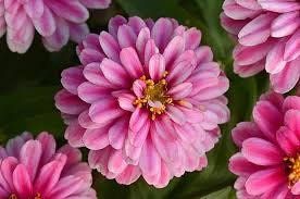 Zahara Double Raspberry Ripple Zinnia Seeds ~ Flower Seeds ~ Plants ~ Garden ~ Grow Your Own ~ Spring Flowers ~ Instead of Flowers ~ Flowers