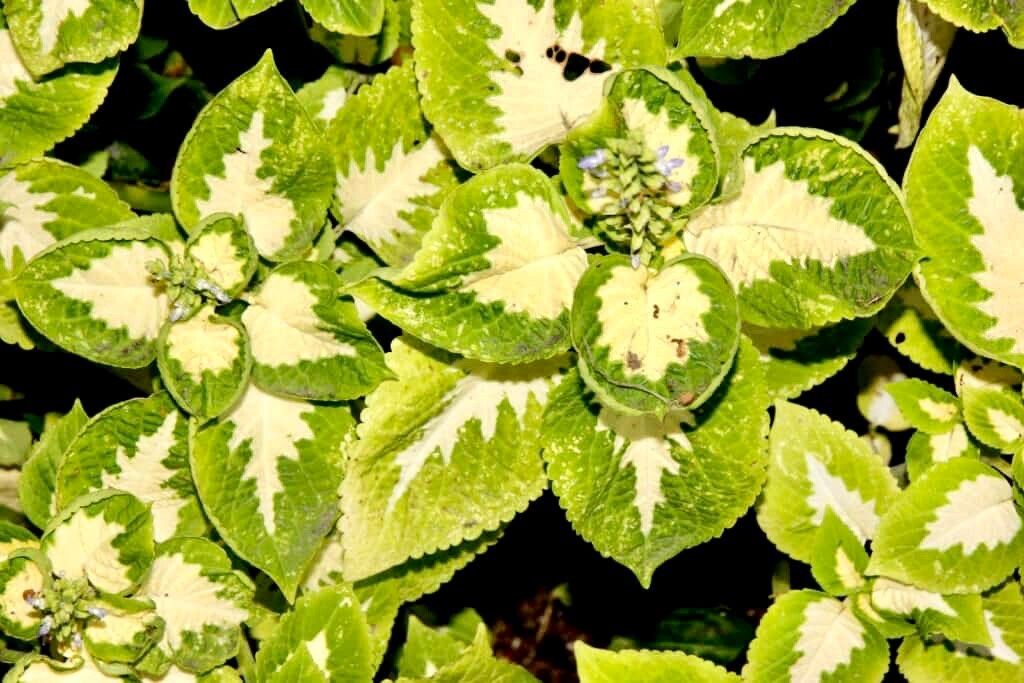 Jade Wizard Coleus Seeds ~ Coleus Blumei ~ Low Maintenance Plants ~ Garden ~ Grow Your Own ~ Spring Flowers ~ Instead of Flowers ~ Flowers