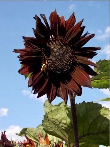 black sunflower seed plants Rare 'Black Beauty' Sunflower Seeds ~ Helianthus Annuus ~ Pretty Flowe – Your Plant Bitch
