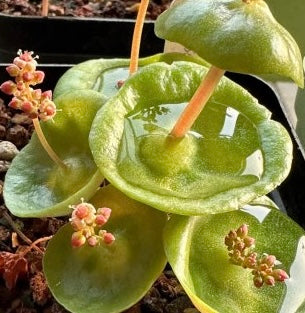 Rare Crassula Umbella Semillas Seeds ~ 'Wine Cup' ~ Flowers ~ Succulents ~ Plants ~ Garden ~ Grow Your Own ~ Easy Care
