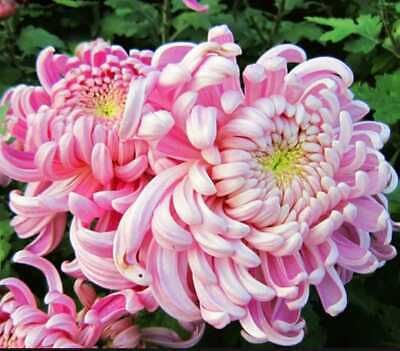 Japanese Pink Chrysanthemum Seeds ~ Cool Flowers ~ Rare ~ Heirloom ~ Beautiful