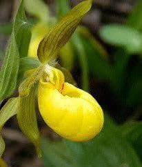 Yellow Lady’s Slipper Orchid Seeds ~ Lady Slipper Orchids ~ Cypripedium Pubescens ~ Unique ~ Cypripedium Parviflorumxotic ~ Exotic