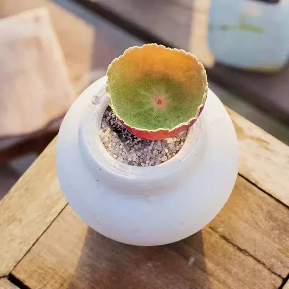 Rare Crassula Umbella Semillas Seeds ~ 'Wine Cup' ~ Flowers ~ Succulents ~ Plants ~ Garden ~ Grow Your Own ~ Easy Care