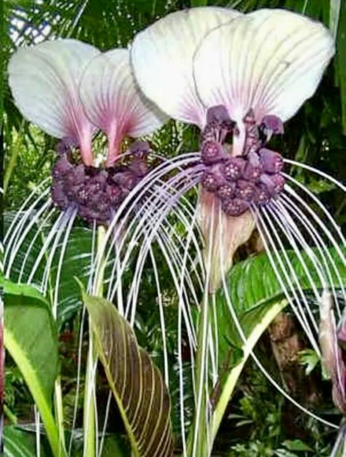 Rare White Tacca Chantrieri Seeds ~ White Bat Flower ~ White Lily ~ Bat ~ Devil’s Flower ~ Exotic Flower ~ Unusual Flowers