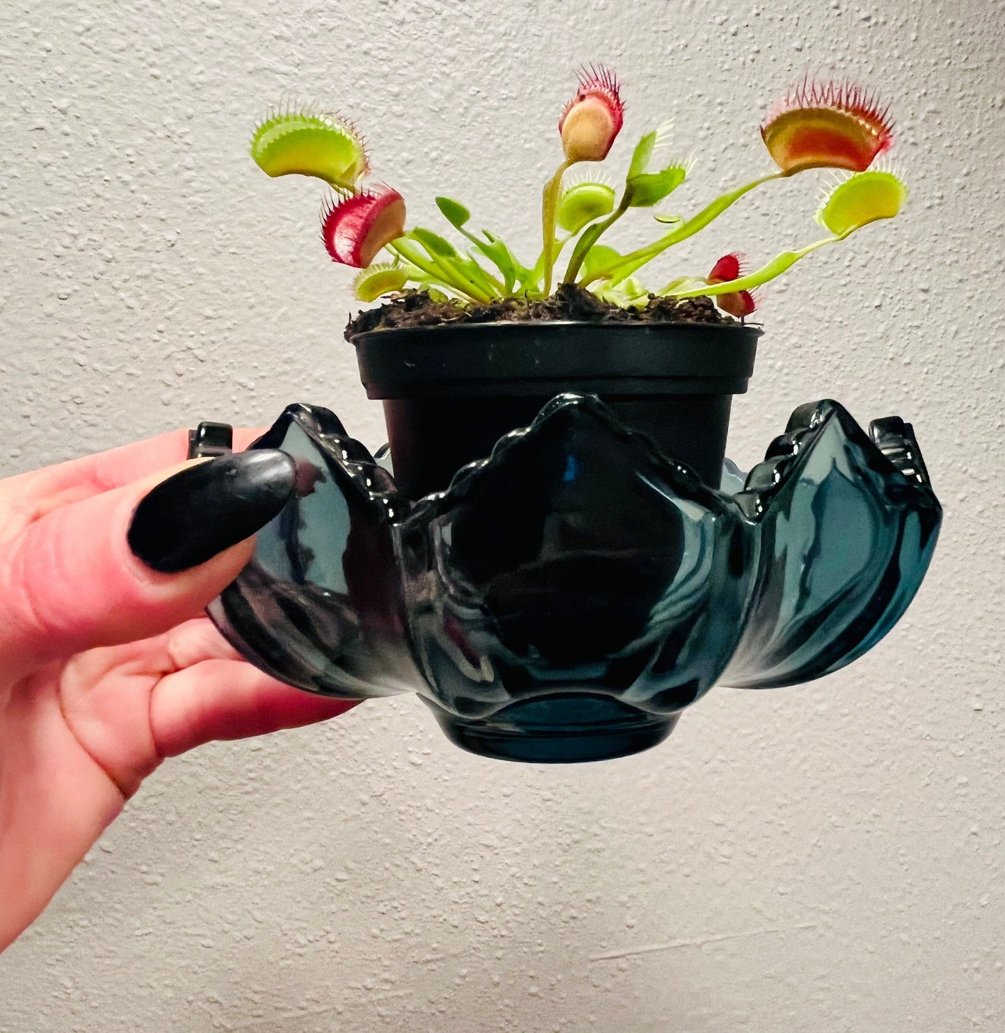 Venus Flytrap with Flower Vase ~ Dionaea Muscipula ~ Carnivorous Plants ~ Carnivore ~ Houseplant