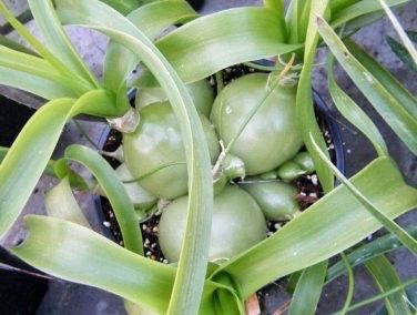 Pregnant Onion Seeds ~ Plants ~ Succulents ~ Unusual ~ Unique ~ Grow Your Own ~ Easy to Care