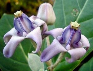 Rare Crown Flower Milkweed Seeds ~ Crown Flower ~ Calotropis Gigantea ~ Exotic ~ Unique ~ Tropical ~ Hawaii ~ Leis