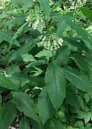 Poke Milkweed Seeds ~ Asclepias Exaltata ~ Asclepias Bicknellii ~ Asclepias Phytolaccoides