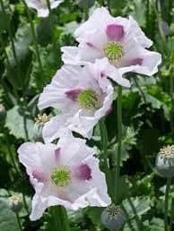 Papaver Somniferum ‘Maanzaad’ Seeds ~ Rare ~ Rare Plants ~ Grow Your Own ~ Spring Flowers