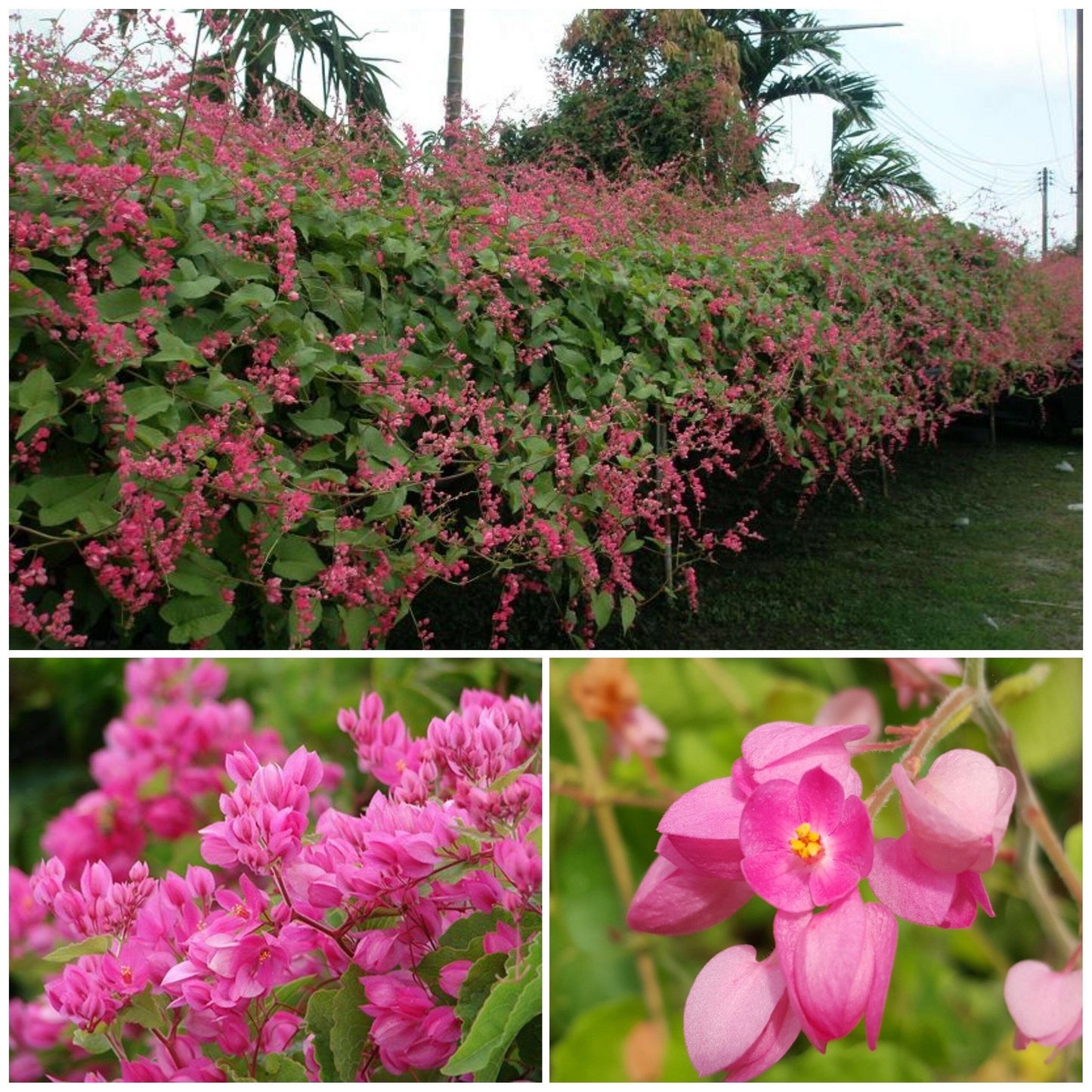 Rare Pink Coral Vine Chain of Love Seeds ~ Antigonon Leptopus ~ Heart Shaped Flowers ~ Blooms ~ Cut Flowes ~ Beautiful ~ Bouquets