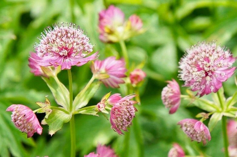 Rosea Astrantia Major Seeds ~ 'Star of Billion' ~ The Great Masterwort ~ Garden ~ Grow Your Own ~ Spring Flowers ~ Instead of Flowers