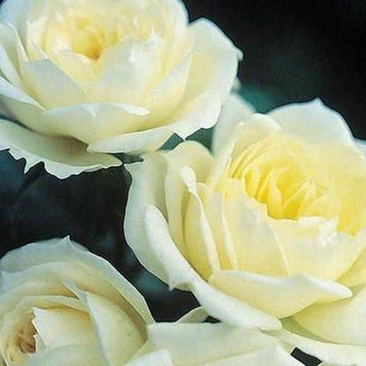 Light Yellow Rose Seeds ~ Flower Bush ~ Perennial Flowers ~ Roses ~ Fragrance ~ Bouquet ~ Wedding ~ Flowers