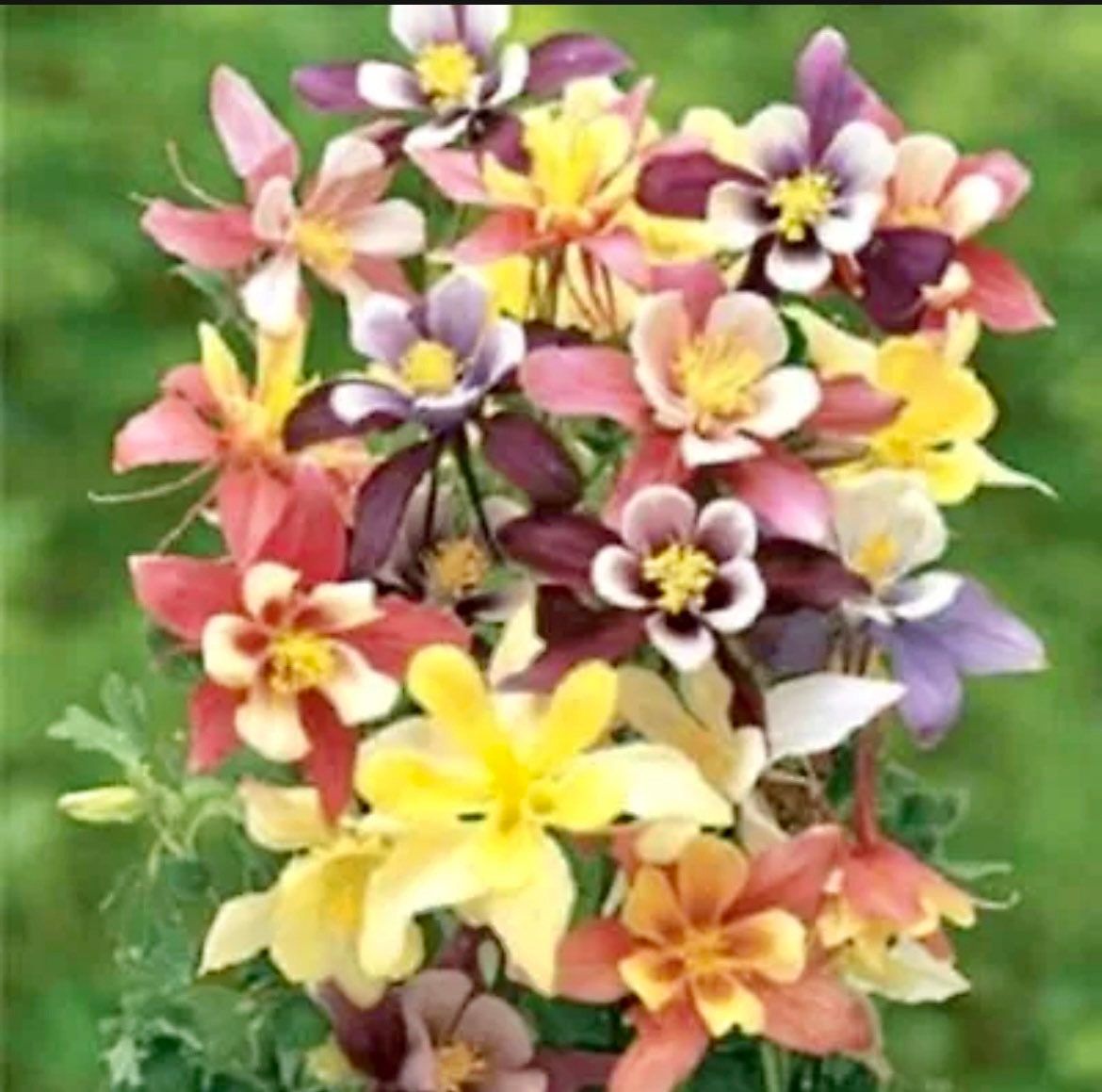 Giants and Harlequin Mix Columbine Seeds~ Flower ~ Perennial Flowers ~ Blooms ~ Grow Your Own ~ Spring Flowers ~ Instead of Flowers ~ Spring