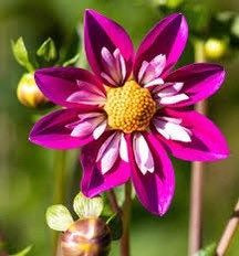 Dandy Mix Dahlia Seeds ~ Plants ~ Garden ~ Grow Your Own ~ Spring Flowers ~ Instead of Flowers ~ Flowers