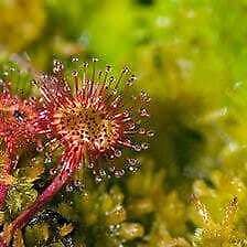 Drosera Rotundifolia Seeds ~ Roundleaf Sundew ~ Carnivorous Plants ~ Sundews ~