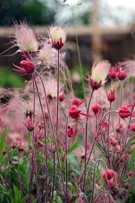 Wild Prairie Smoke Flower Seeds ~ Old Man's Beard ~ Geum Triflorum