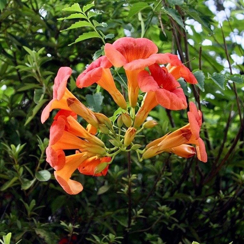 Red Devil’s Trumpet Vine Seeds ~ Trumpet Creeper ~ Campsis Radicans ~ Fresh Seeds ~ Blooms ~ Flowers ~ Instead of Flowers ~ Red