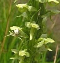 Platanthera Aquilonis Seeds ~ Northern Green Orchid ~ North Wind Bog Orchid ~ Orchids ~ Usual Flowers ~ Exotic Flower