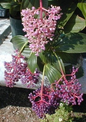 Magenta and Pink Medinilla Cummingii Seeds ~ Chandelier Tree ~ Snowy Medinilla ~ Malaysian Orchid