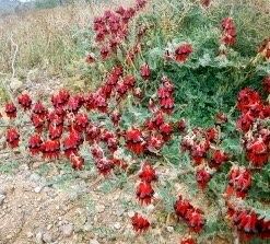 Rare Australian Sturts Desert Pea Seeds ~ Swainsona Formosa~ Plants ~ Garden ~ Exotic ~ Unique ~ Tropical