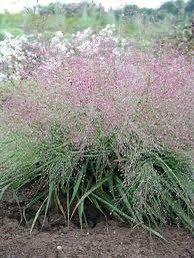 Purple Love Grass Seeds ~ Eragrostis Spectabilis ~ Unusual ~ Garden ~ Dried Flowers ~ Boho ~ Bouquets