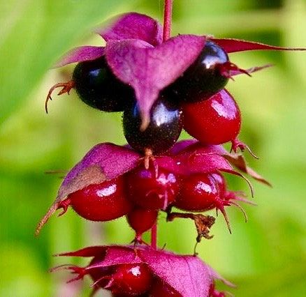 Rare Gold Leaf Himalayan Honeysuckle Seeds ~ Leycesteria Formosa ~ Plants ~ Garden ~ Grow Your Own ~ Spring Flowers ~ Unique