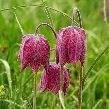 Checker Lily Seeds ~ Fritillaria Affinis Chocolate Mission Bells ~ Flowers ~ Neat Flowers ~ Spring Time ~ Gardens