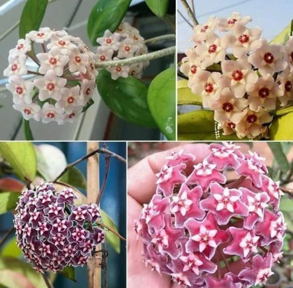 Mixed Hoya Variety Seeds