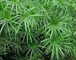 Umbrella Plant Seeds ~ Cyperus Alternifolius ~ Papyrus ~ Grow Your Own ~ Spring ~ Houseplants