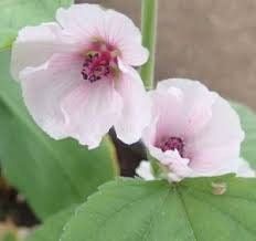 Althaea Officinalis Seeds ~ The Marsh Mallow ~ Marshmallow ~ Instead of Flowers