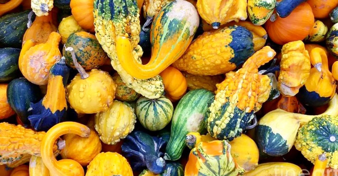 Decorative Mix Gourd Seeds ~ Grow Your Own ~ Crafts ~ Autumn