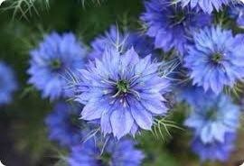 Nigella Damascena Miss Jekyll Light Blue Seeds ~ Love-in-the-Mist ~ Rare ~ Rare Plants