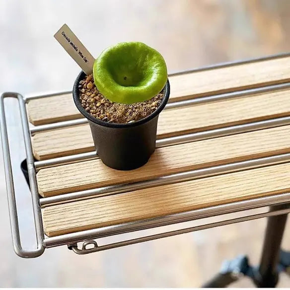 Rare Crassula Umbella Semillas Seeds ~ 'Wine Cup' ~ Flowers ~ Succulents ~ Plants ~ Garden ~ Grow Your Own ~ Easy Care