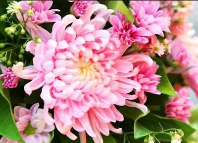 Japanese Pink Chrysanthemum Seeds ~ Cool Flowers ~ Rare ~ Heirloom ~ Beautiful