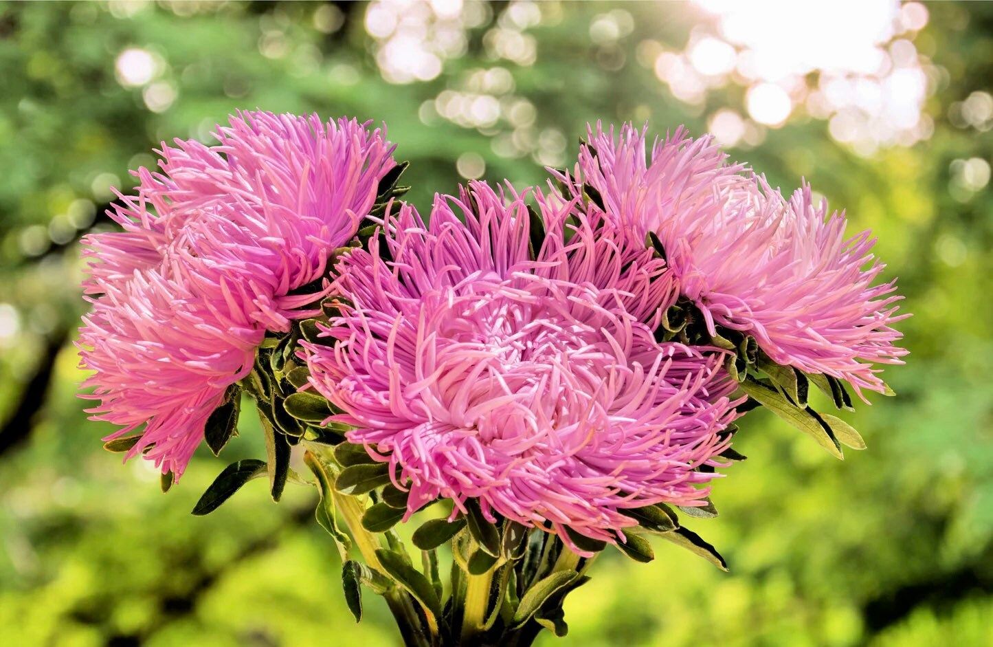 Rose Needle Aster Seeds ~ Spider Aster ~ Spring Time ~ Garden ~ Pretty Flowers ~ Bouquet ~ Wedding Flowers ~ Flowers ~ Asters