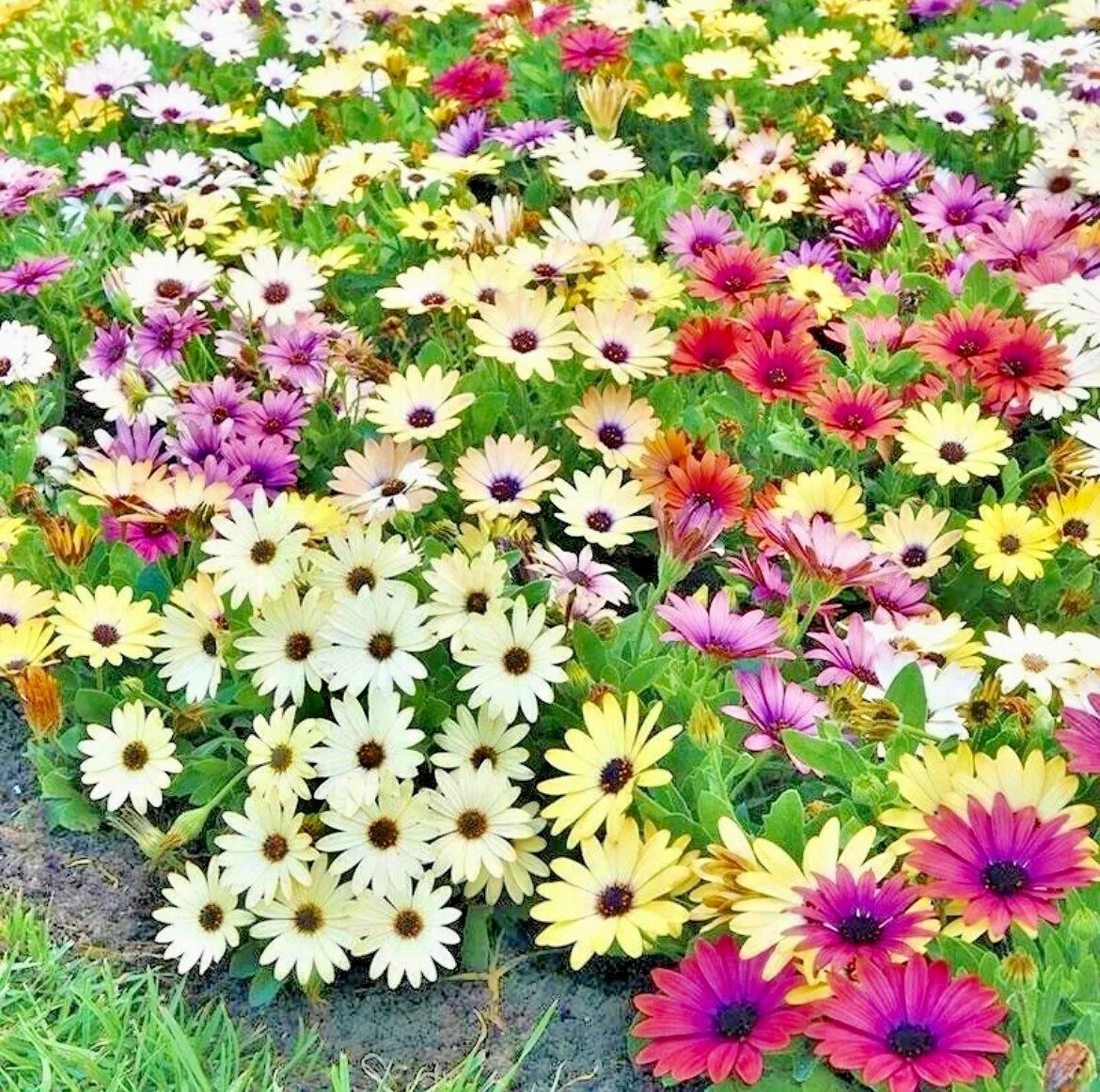 African Daisy “Cineraria Mix” Flower Seeds ~ Cape Marigold