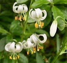 White Turk’s Cap Lily Seeds ~ Malvaviscus arboreus var. drummondii ~ Lilium Martagon ~ Cut Flowers ~ Bouquets ~ Pretty ~ Christmas Flowers