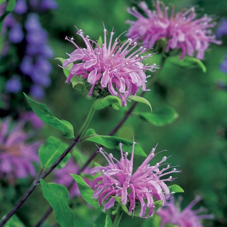 Wild Bergamot Seeds ~ Monarda Fistulosa - Bergamot ~ Unusual Flowers ~ Exotic Flower ~ Holiday ~ Garden ~ Houseplant ~ Rare ~ Pink ~