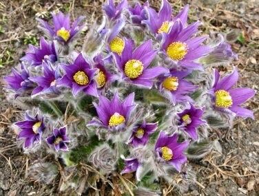 Purple Pasque Flower Anemone Seeds ~ Pulsatilla Vulgaris ~ Plants ~ Garden ~ Grow Your Own ~ Spring Flowers ~ Instead of Flowers ~ Presents