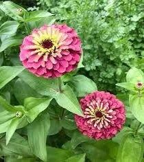 Zinnia “Queen Lime Red” Seeds ~ Flowers ~ Butterflies Love ~ Non-GMO Seeds ~ Cool Flowers ~ Rare