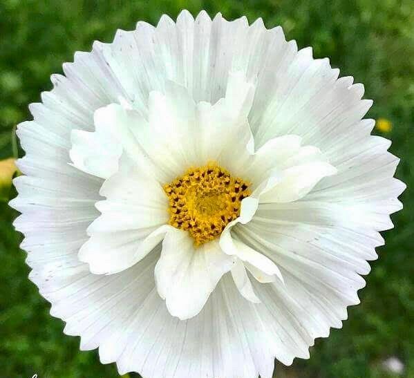 Cosmos Cupcake White Seeds ~ Cosmos ~ Cool Flowers ~ Grow Your Own ~ Butterflies ~ Bees ~ Annual ~ Summer ~ Spring ~ Bouquets