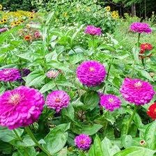 Purple Small Zinnia Seeds ~ Plants ~ Garden ~ Grow Your Own ~ Spring Flowers ~ Instead of Flowers ~ Flowers