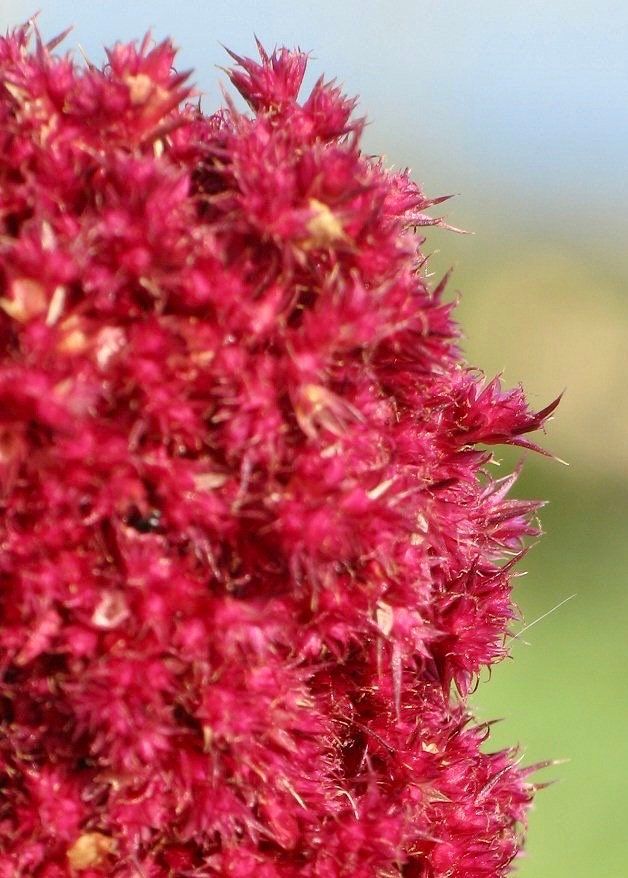 Amaranth Elephant Head Seeds ~ Amaranthus Gangeticus ~ Unique ~ Dried Flowers ~ Bouquets ~ Bizarre