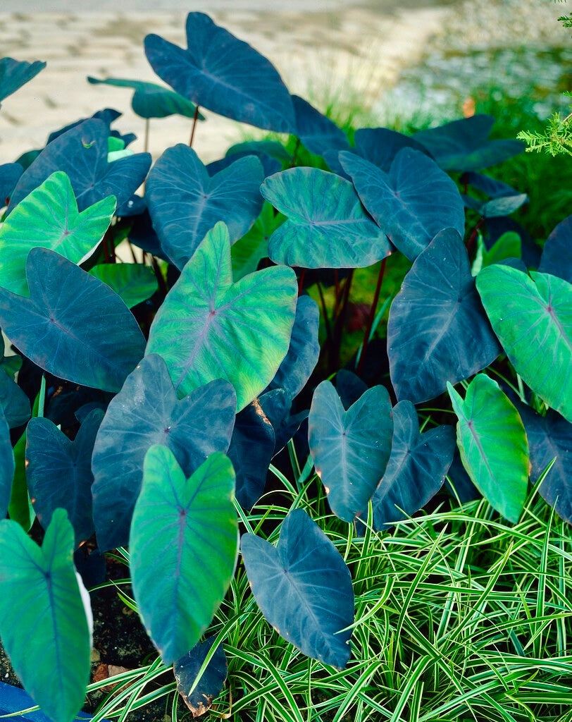 Colocasia Black Magic Seeds ~ Black Elephant Ear Plant ~ Taro ~ Araceae ~ Houseplants ~ Green House ~ Gardening ~ Spring ~ Cool Plants