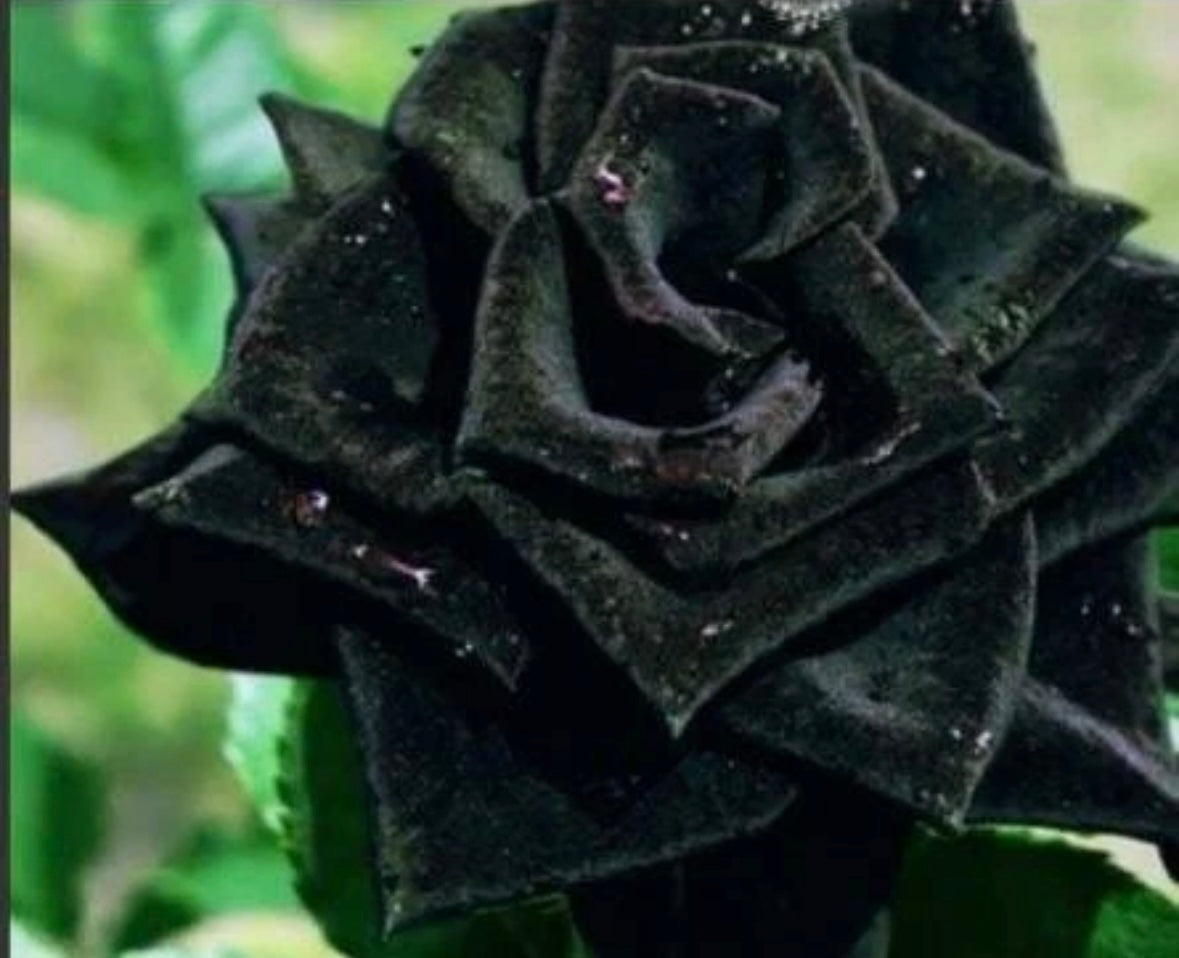 Black Magic Rose Seeds ~ Plants ~ Garden ~ Grow Your Own ~ Spring Flowers ~ Instead of Flowers ~ Presents