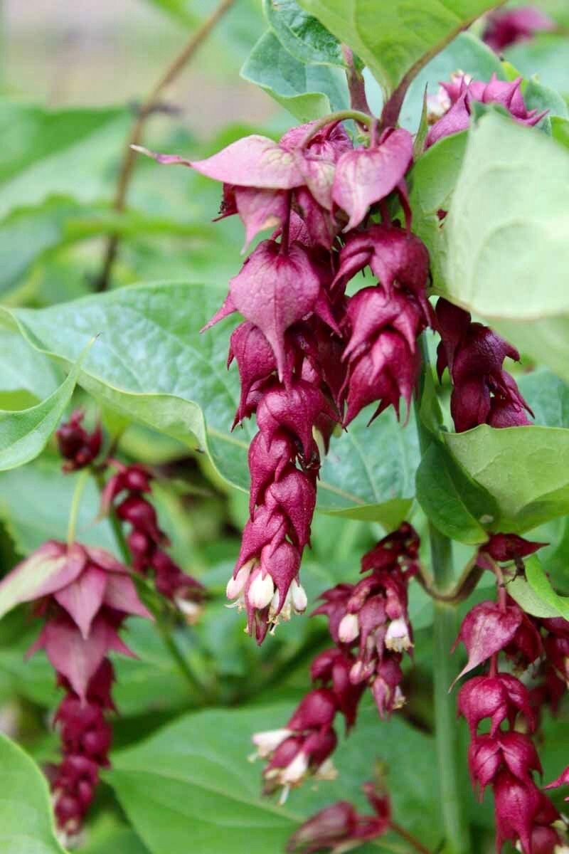 Rare Gold Leaf Himalayan Honeysuckle Seeds ~ Leycesteria Formosa ~ Plants ~ Garden ~ Grow Your Own ~ Spring Flowers ~ Unique