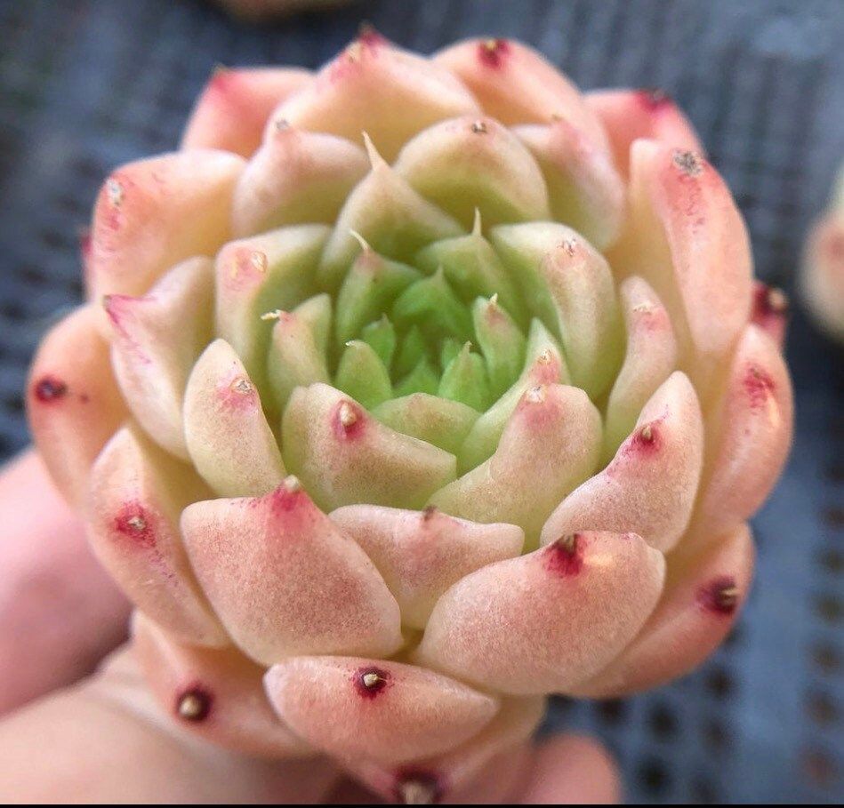 Echeveria Malgan Seeds ~ Plants ~ Colored ~ Succulents ~ Wheat Straw ~ Grow Your Own ~ Spring Flowers ~ Easy to Care For