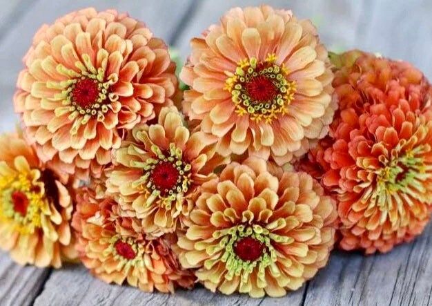 Zinnia “Queen Lime Orange” Seeds ~ Flower Seeds ~ Plants ~ Garden ~ Grow Your Own ~ Spring Flowers ~ Instead of Flowers ~ Flowers